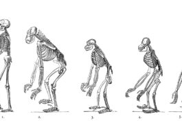 Дві крихітні генетичні зміни допомогли першим людям ходити прямо