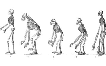 Два крошечных генетических изменения помогли ранним людям ходить прямоходящими