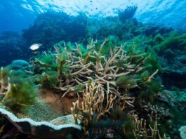 Коралові рифи знаходяться на переломній точці, оскільки глобальні температури стрімко зростають