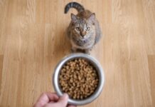 Коти змінюють свою вокалізацію, щоб привернути увагу чоловіків: дослідження