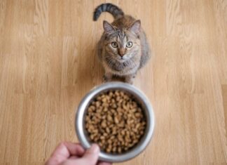 Коти змінюють свою вокалізацію, щоб привернути увагу чоловіків: дослідження