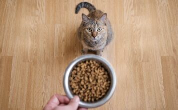 Коти змінюють свою вокалізацію, щоб привернути увагу чоловіків: дослідження