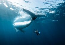 Порятунок китів: фотографія, що фіксує складність природи, отримує головний приз