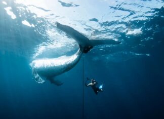 Порятунок китів: фотографія, що фіксує складність природи, отримує головний приз