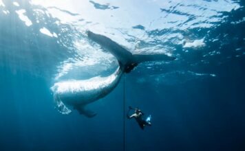 Порятунок китів: фотографія, що фіксує складність природи, отримує головний приз
