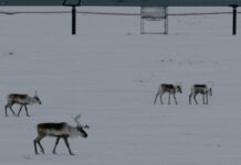 Адміністрація Трампа знову відкриває дикі землі Аляски для буріння та видобутку корисних копалин