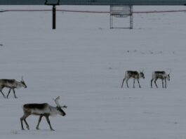 Адміністрація Трампа знову відкриває дикі землі Аляски для буріння та видобутку корисних копалин