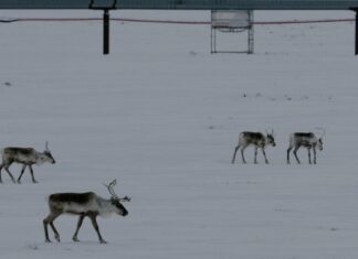 Адміністрація Трампа знову відкриває дикі землі Аляски для буріння та видобутку корисних копалин