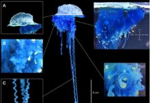 Исследователи в Японии обнаружили новый вид медуз, заслуживающий имени воина-самурая