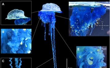 Дослідники в Японії виявили новий вид медузи, який заслуговує на назву воїна-самурая.