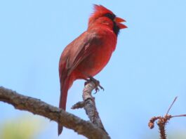 Птахи співають довше завдяки штучному освітленню