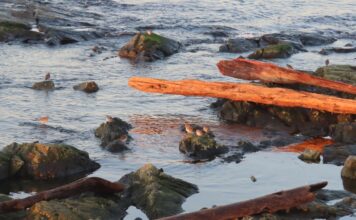 Дослідження показує, що дрейфні колоди руйнують прибережні екосистеми