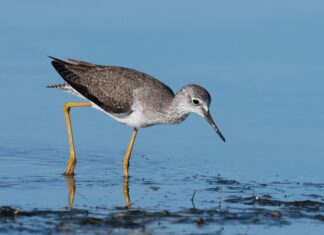 Швидкість Сонячної системи, людський дотик і загальні розлади мозку: наукові оновлення