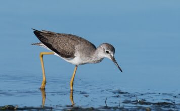 Швидкість Сонячної системи, людський дотик і загальні розлади мозку: наукові оновлення