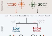 Flavonoly bohaté na potraviny poskytují cévní ochranu při dlouhodobém sezení