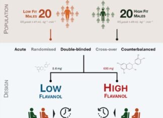 Flavonoly bohaté na potraviny poskytují cévní ochranu při dlouhodobém sezení