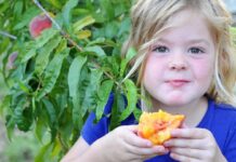 Поєднання смаку та запаху мозком для створення аромату