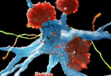 Природний захист мозку від хвороби Альцгеймера: як імунні клітини можуть перейти від шкоди до захисту