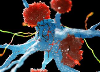 Природний захист мозку від хвороби Альцгеймера: як імунні клітини можуть перейти від шкоди до захисту