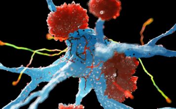 Природний захист мозку від хвороби Альцгеймера: як імунні клітини можуть перейти від шкоди до захисту
