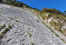 Стародавня паніка черепах: землетрус спричинив масовий вихід 80 мільйонів років тому