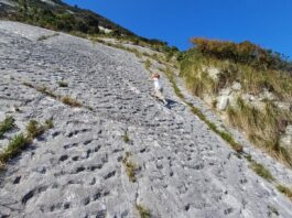 Стародавня паніка черепах: землетрус спричинив масовий вихід 80 мільйонів років тому