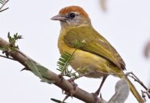 Новий вид лісової очеретянки підтверджено в Болівії після десятиліть помилкової ідентифікації