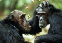 Одностатева поведінка приматів: стратегія еволюційного виживання