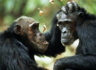 Одностатева поведінка приматів: стратегія еволюційного виживання
