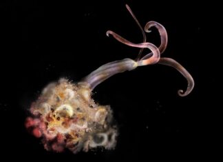 «Зомбі-хробаки», що зникають із китових кладовищ, викликають тривогу за глибоководні екосистеми