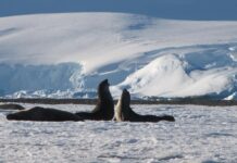 Зупинення незворотних змін в Антарктиді залежить від вибору, зробленого сьогодні