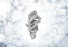 РНК-молекула досягає майже самовідтворення: крок ближче до розуміння походження життя