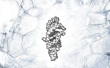 РНК-молекула досягає майже самовідтворення: крок ближче до розуміння походження життя