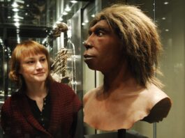 Схрещування неандертальців і людини: перевага неандертальцям-самцям і людським жінкам