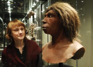 Схрещування неандертальців і людини: перевага неандертальцям-самцям і людським жінкам