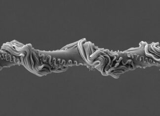 Павуки, що кидають: Як Мережі Ловлять Видобуток 🕷️