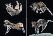 Як кішки завжди приземляються на лапи: розкритий спинальний секрет