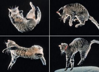 Як кішки завжди приземляються на лапи: розкритий спинальний секрет