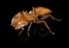 Escaneos 3D sin precedentes revelan una asombrosa diversidad de hormigas