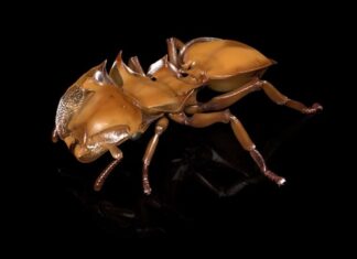 Escaneos 3D sin precedentes revelan una asombrosa diversidad de hormigas