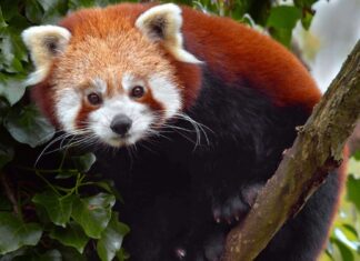 Весняний Розпродаж Paramount+: Дивіться Документальні Фільми про Природу за $2.99/Місяць