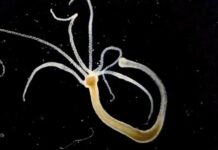 Найшвидші Клітини на Землі: Біологічний Огляд