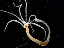 Найшвидші Клітини на Землі: Біологічний Огляд