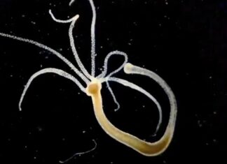 Найшвидші Клітини на Землі: Біологічний Огляд