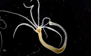 Найшвидші Клітини на Землі: Біологічний Огляд