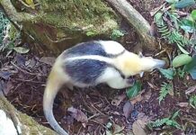 Загальні туалети у джунглях: Чому тварини стікаються до одного виду дерев