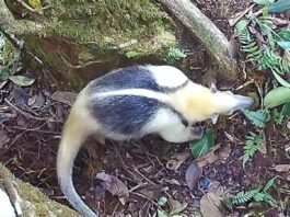 Загальні туалети у джунглях: Чому тварини стікаються до одного виду дерев