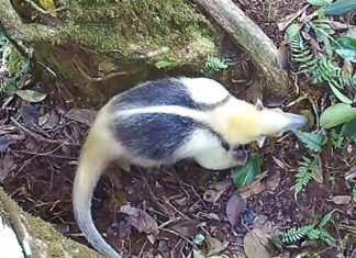 Загальні туалети у джунглях: Чому тварини стікаються до одного виду дерев