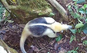 Загальні туалети у джунглях: Чому тварини стікаються до одного виду дерев