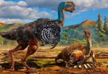 Овіраптори використовували сонячне світло для висиджування яєць, з’ясували вчені